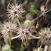 Trifolium stellatum, Fabales
