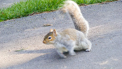 Squirrel At Speed