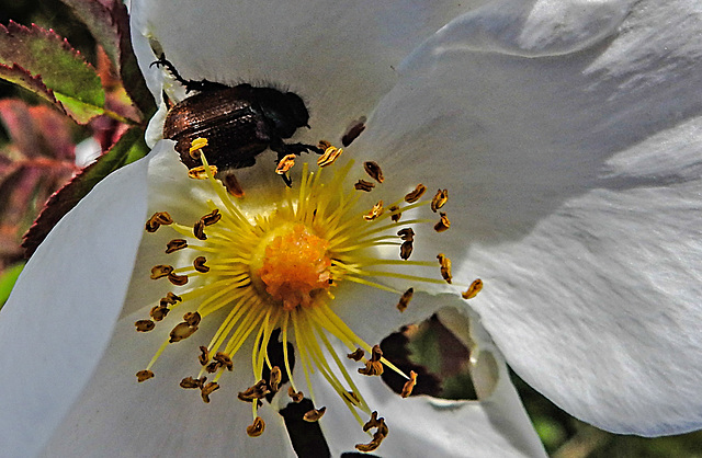 20200521 7593CPw [D~MI] Bibernell-Rose (Rosa spinosissima), Gartenlaubkäfer, Hille