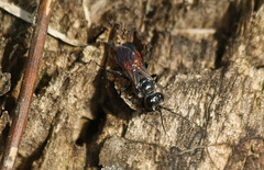 Red Bum Wasp with Prey