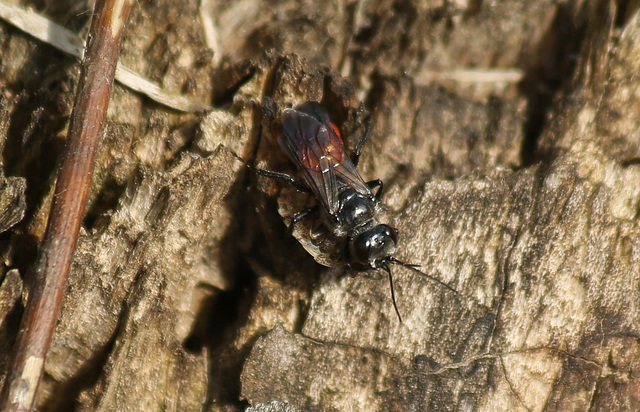 Red Bum Wasp with Prey