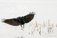 Crow inbound!