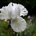 Iris blanc 3 (1)