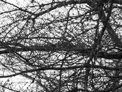 Branches and twigs