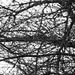 Branches and twigs