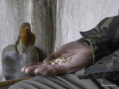 The hand-fed robin
