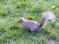 Squirrel in the Park 03