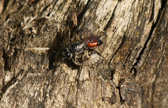 Red Bum Wasp with Preyb