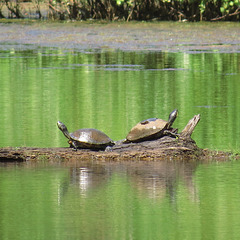 Painted turtles sunning themselves on a log