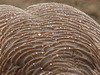 Raindrops on the back of a Canada Goose