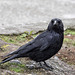Carrion Crow ever hopeful