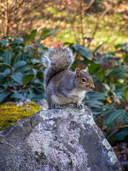 Squirrel on the Rocks 01