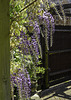 HFF Wisteria and fence