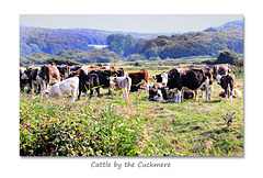 Cattle by the Cuckmere river, Sussex 15 9 2016