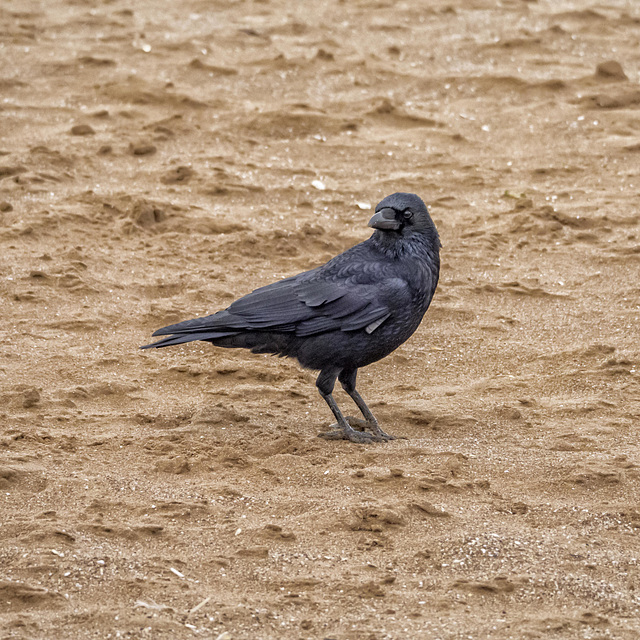 A bird on the beach