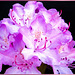 Rhododendron. ©UdoSm