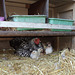 Aggie, her chicks and foster chicks
