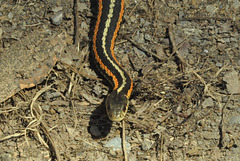 garter snake may 07 2016
