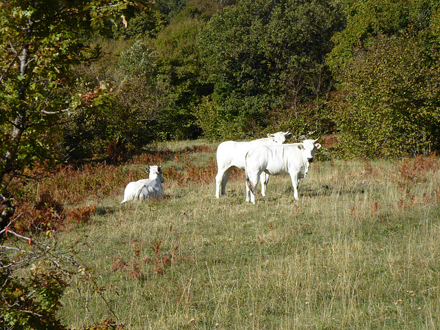 die weißen Kühe in Canfaito
