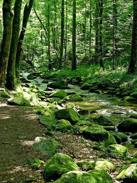 Die Schönheit der des Waldes und der Natur