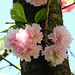Cerisier du Japon...