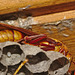 Paper wasp IMG_6569