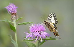 Old World swallowtail, Swallowtail ~ Koninginnenpage (Papilio machaon)... 2