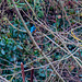 Kingfisher which sadly wouldn't come out of cover.