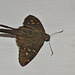 IMG_6513 Moth