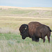 bison at GNP West