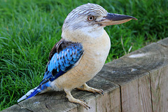 Martin-chasseur à ailes bleues = Dacelo leachii (Australie)