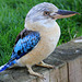 Martin-chasseur à ailes bleues = Dacelo leachii (Australie)
