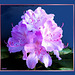 Rhododendron in full bloom... ©UdoSm