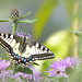 Old World swallowtail, Swallowtail ~ Koninginnenpage (Papilio machaon)... 1