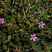 Erodium à feuille de ciguë  - Erodium cicutarium- "Bec - de -grue"