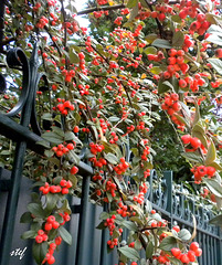 HFF and red berries