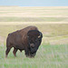 bison at GNP West 2
