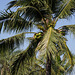 Coconuts blowing in the wind