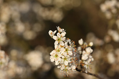 Sloe/Blackthorn blossom (Prunus spinosa)