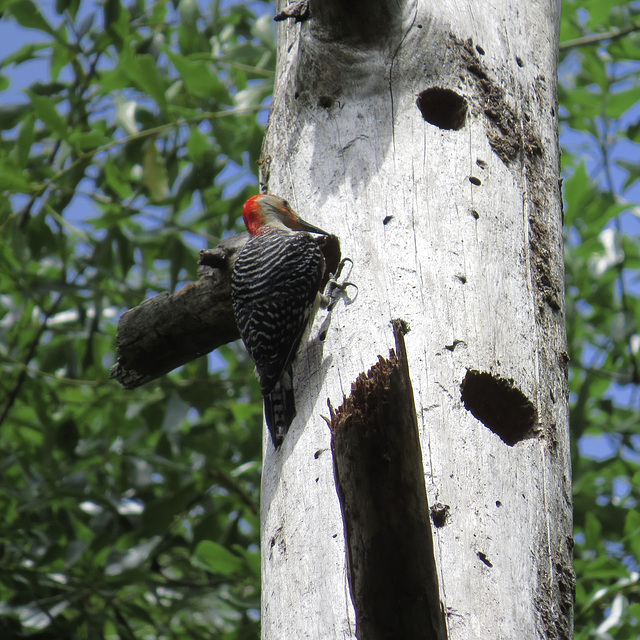 Red-bellied woodpecker