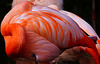 Flamingo (PiP)