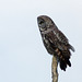 Great Gray Owl from 2012