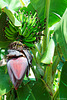 Bananen - P.i.P. (© Buelipix)
