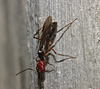 IMG_6541 Wasp