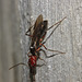 IMG_6541 Wasp