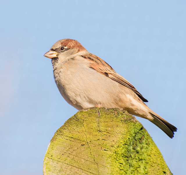 Sparrow (3)