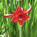 Red flower #2 - Amaryllis