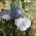 Iris blanc 3 (3)