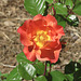 Red flower #3 - Rose