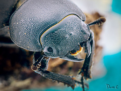 Stag Beetle Portrait